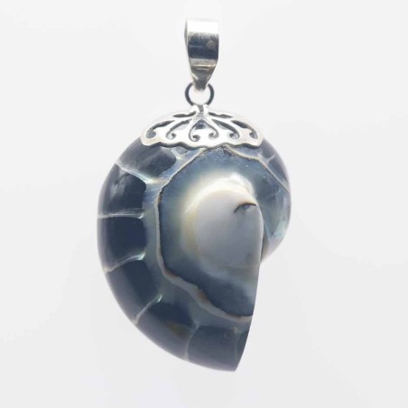 Pendant   Nautilus  24x35mm. Shell